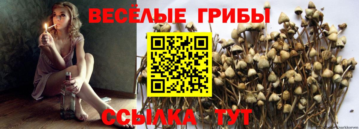 Лениногорск  Псилоцибиновые грибы мухоморы  Вход с VPN 